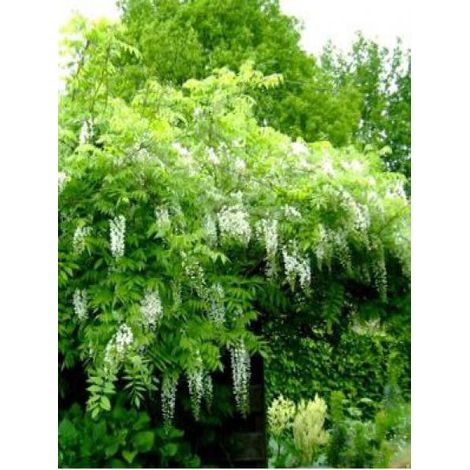 Glycine japonaise 'Alba' Pot de 1,5L/2L, Plant greffé de + de 18 mois