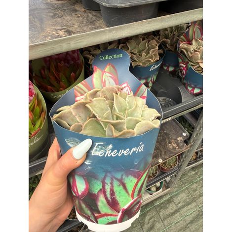 Echeveria ‘Madiba’ (Crassulaceae) vaso 14 cm – Succulenta