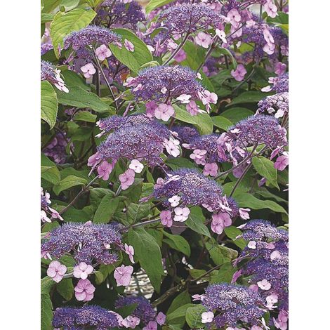Hortensia aspera 'Anthony Bullivent' Pot de 3L/4L (1/3)
