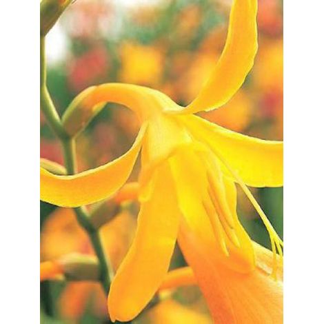 Montbrétia 'Norwich Canary' Godet de 8/9 cm calibre 7+