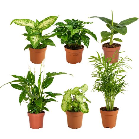 Bloomique - Lot de 6 - Mélange de plantes vertes - Bananier, Caféier, Syngonium, Chamaedorea, Spathiphyllum, Dieffenbachia - Hauteur 20-40 cm - Pot 12 cm (1/3)