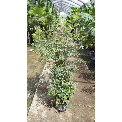 Eugenia Myrtifolia Newport