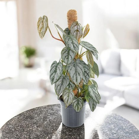Gardenaria Philodendron brandtianum - Pianta da interno ornamentale - Altezza: 30 cm (vaso 12) (1/5)