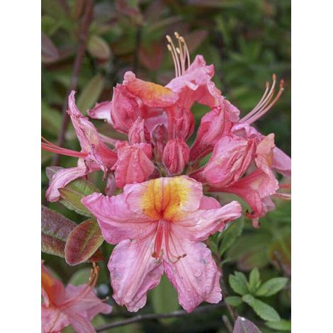 Azalée caduque de Chine 'Berry Rose' Pot de 4L/5L (1/2)