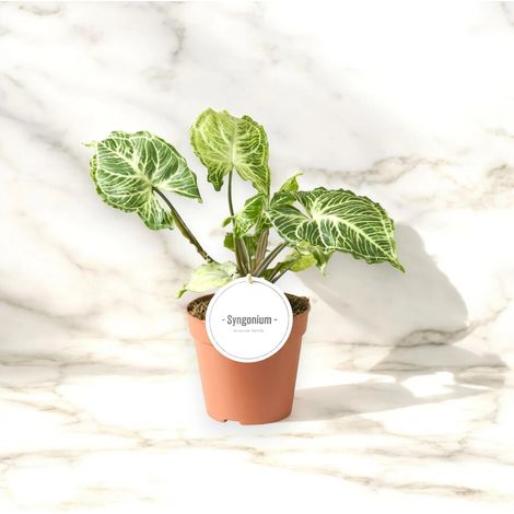 Gardenaria Syngonium 'Batik' - Pianta da interno ornamentale - Altezza: 30 cm (vaso 14) (1/5)
