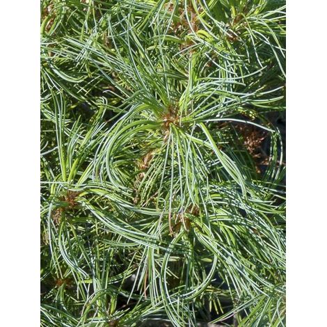 Pin Weymouth 'Tiny Kurls' Pot de 2L/3L (1/4)