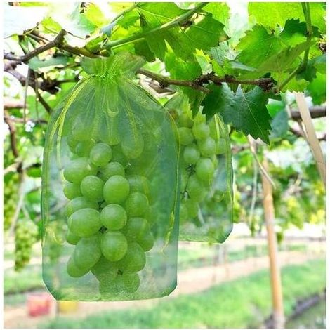 100 pièces Sac de protection de Grappes de Raisin, taille: 30 x 20 cm, couleur: vert, avec cordon, donne protection totale contre les guêpes, les oiseaux, Matériau: Organza (1/5)