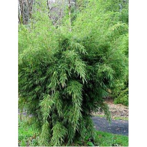 Fargesia robusta Pot de 2L/3L (1/2)