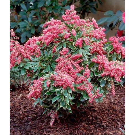 Andromède du Japon 'Passion' Pot de 6L/7L