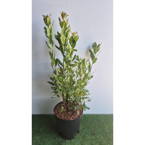 Arbutus Unedo (Corbezzolo) vaso 19 cm (foto reali)