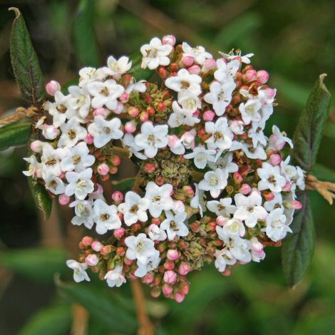 Viorne du Burkwood 'Anne Russell' - 50-60 cm pot