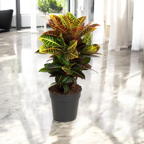 Gardenaria Codiaeum variegatum 'Petra' - Pianta da interno ornamentale - Altezza: 50 cm (vaso 17)