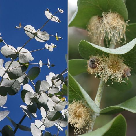 Semillas de Eucalyptus Cinerea. Eucalipto Manzano Argyle. 10 Gramos