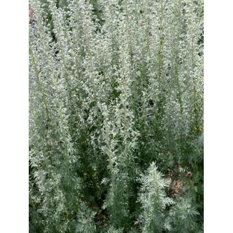 Absinthe romaine Godet de 8/9 cm (1/3)