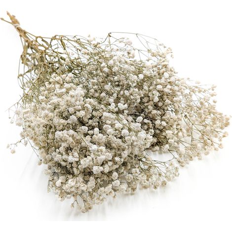 Stabilisiertes Schleierkraut – (Gypsophila) – Royal Bouquet – Natürlich (1/5)