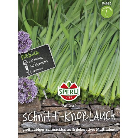 Sperli – Ail à couper Fat Leaf – Graines d'aromatiques, vivace, hauteur 30-40 cm (1/2)