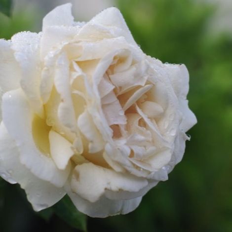 Rosier grosse fleur 'Virgo'