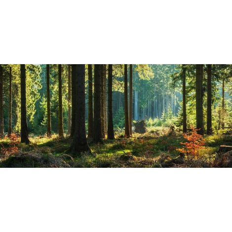 Tableau sur verre synthétique forêt d'automne 65x145 cm - Impression sur Verre synthétique - Image HD  imprimée sur Verre synthétique - Tableau mural décoratif - Fabriqué en France