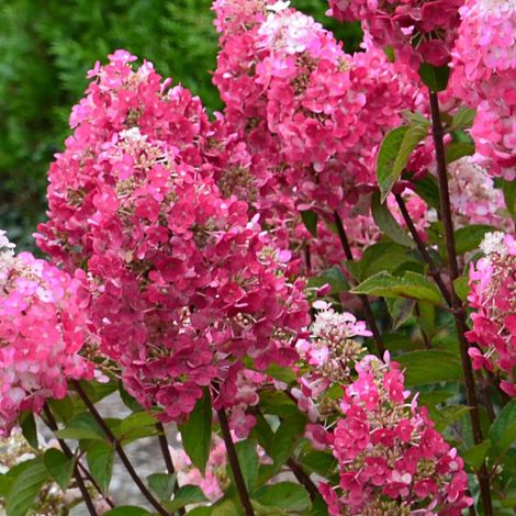 Hortensia paniculata Framboisine ® 'Rensam', Hydrangea paniculata/Pot de 7,5L - 60/80 cm (1/4)