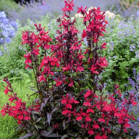 Lobelia Russian Princess/Godet - 5/20 cm
