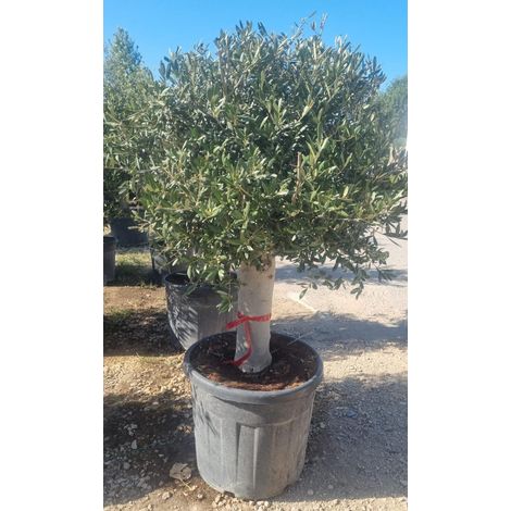 PIANTA DI ULIVO  A PALLA IN VASO 80CM  (foto reale)
