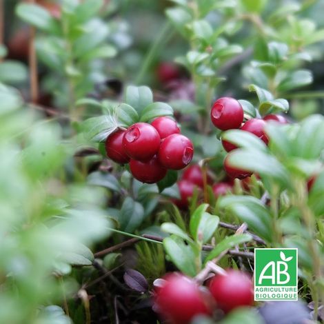 Canneberge 'Pilgrim' BIO (Vaccinium macrocarpon 'Pilgrim')