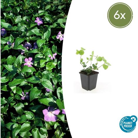 Lot de 6 Vinca major - Grande Pervenche Couvre-sol Persistant Fleurs Violettes - Ø 9 cm - PANGIVO (1/5)