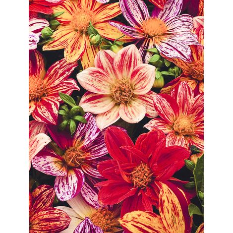 Dahlia variabilis 'Fireworks Mixed' le sachet de 12 graines (1/2)