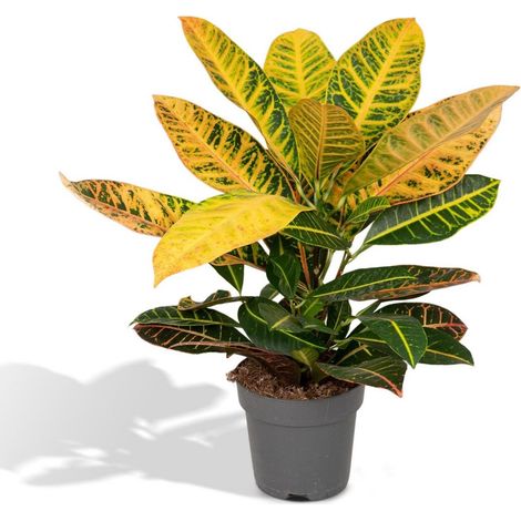 Codiaeum Petra Plante d’Intérieur Feuillage Multicolore Décoratif Pot 17 cm Hauteur 45 cm - PANGIVO (1/5)