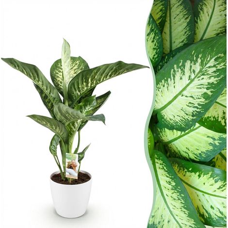 Plante d'intérieur Diefenbachia Tropic Snow Panachée avec Pot Blanc 21 cm Hauteur 90-100 cm - PANGIVO (1/5)