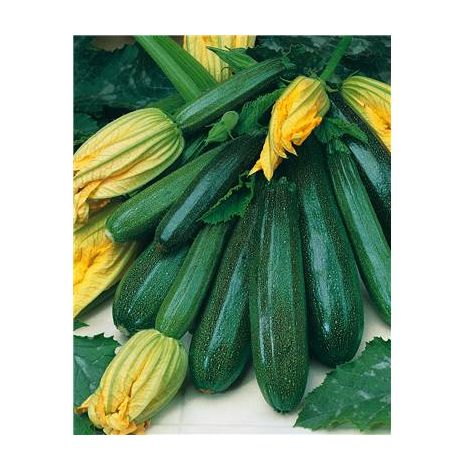 COURGETTE NON COUREUSE DES MARAICHERS