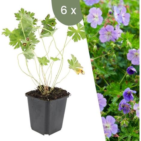  6 Géraniums 'Rozanne'  Plantes couvre-sol rustiques  Plantes de jardin  Vivaces rustiques  Plantes de jardin rustiques (1/5)
