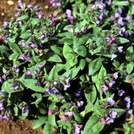 4 x Pulmonaire  - Pulmonaria angustifolia 'Azurea'  - godet 9x9