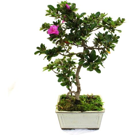 Bonsai Azalea Satsuky - Bonsai Giapponese Azalea - H 30-35 cm Vaso Ø 15 cm (1/3)