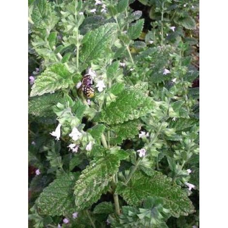 Mélisse citronnelle, mélisse officinale Pot de 1,5L/2L