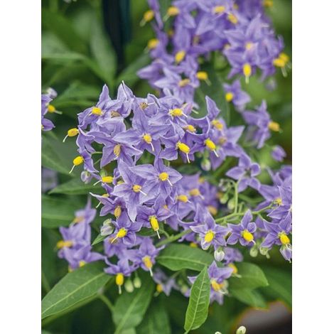 Solanum 'Glasnevin' Pot de 2L/3L