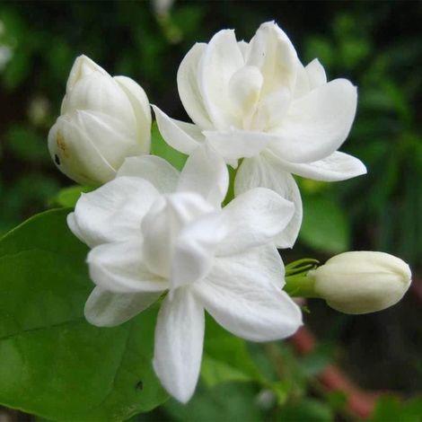 400 graines de jasmin à fleurs doubles, des graines de jasmin parfumées, parfaites pour l'intérieur et l'extérieur. (1/5)