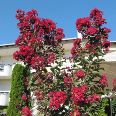 Lilas des Indes Terrasse Rouge, Lagerstroemia/Pot de 3L - Touffe