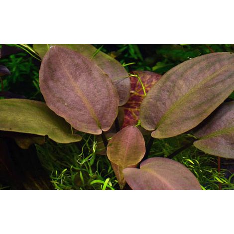Aquarium Pflanze Lagenandra meeboldii 'Red' Topf Nr.303