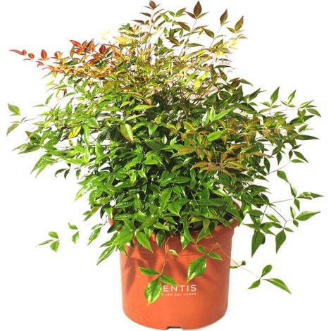 Nandina Domestica Bambù Sacro - H 60-70 cm Vaso da Coltura Ø 24 cm (1/3)