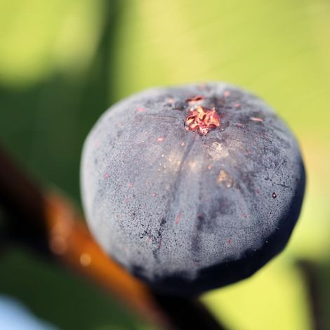 Figuier Violette de sollies, Ficus carica/Pot de 15L - 1/2 tige (1/5)