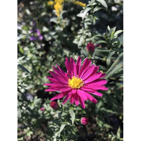 6 x Aster n.-a. 'Winston Churchill' - Étoile d'automne - Pot P9 (9 x 9 cm) -