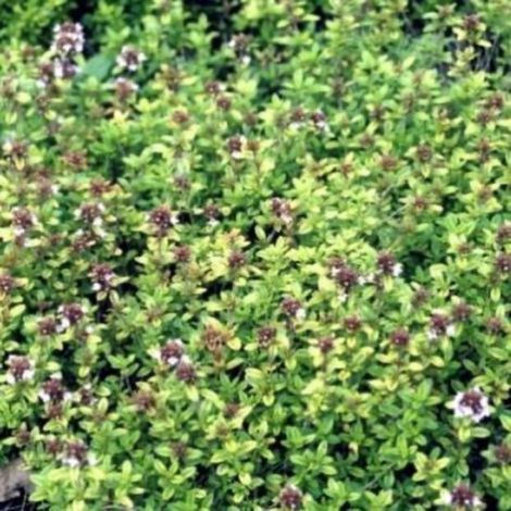 Lot de 6 x Thymus Citriodorus - Thym citronné en pot de 9 x 9 cm - Violet