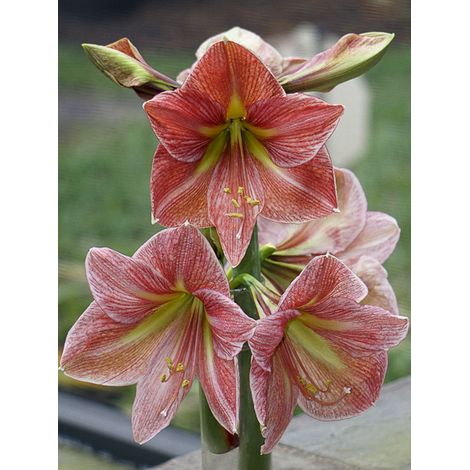 Amaryllis 'Terra Cotta' Bulbe calibre 30/32 (1/2)