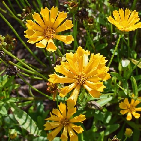 Coréopsis à grandes fleurs grandiflora Sonnenkind/Lot de 5 godets (1/5)