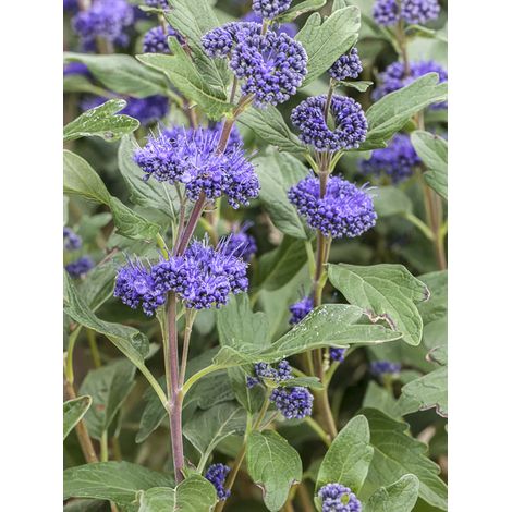 Barbe-bleue, Spirée bleue 'Blauer Spatz' Pot de 3L/4L