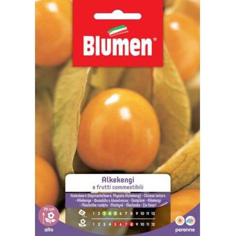 Semillas Alkekengi Frutos Comestibles