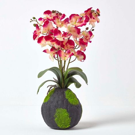 HOMESCAPES Cream and Pink Phalaenopsis Artificial Orchid with Natural Base, 60 cm Tall - Pink & Cream - Pink & Cream