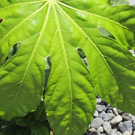 Fatsia du Japon, Faux-Aralia du Japon/Pot de 3L - Touffe (1/5)