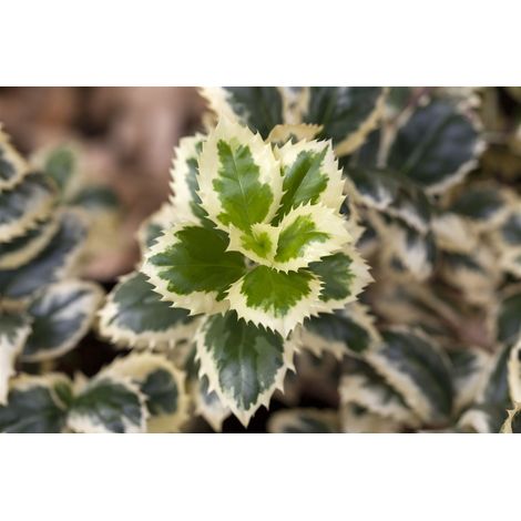 Stechpalme männlich 'Casanova'(s) Ilex meserveae 'Casanova' -S- C 3 25- 30 (1/5)
